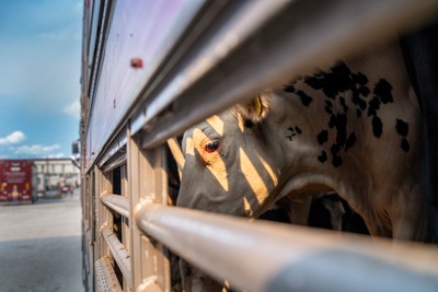 Kráva v transportu na hranicích v Turecku - Nevinné oběti